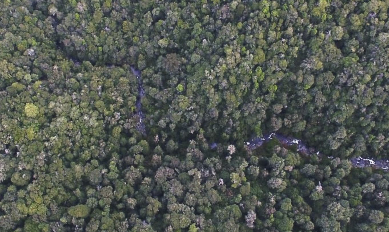 Vista aérea del bosque costero de Raulintal